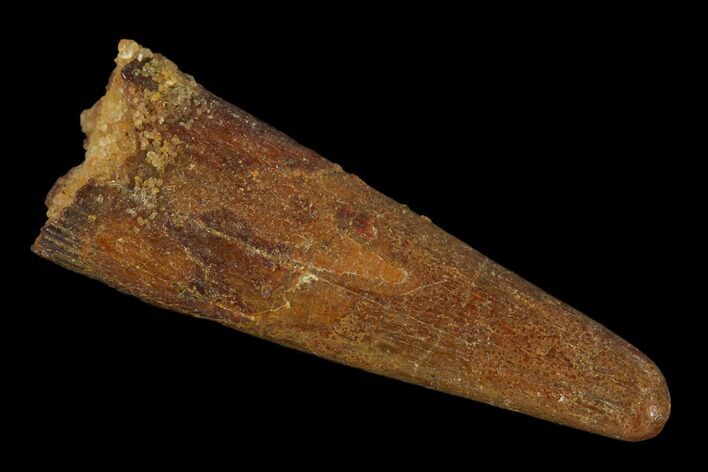 Fossil Pterosaur (Siroccopteryx) Tooth - Morocco #134653